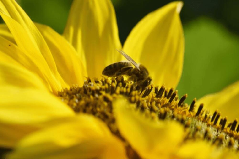 Honey Bee on Sunflower