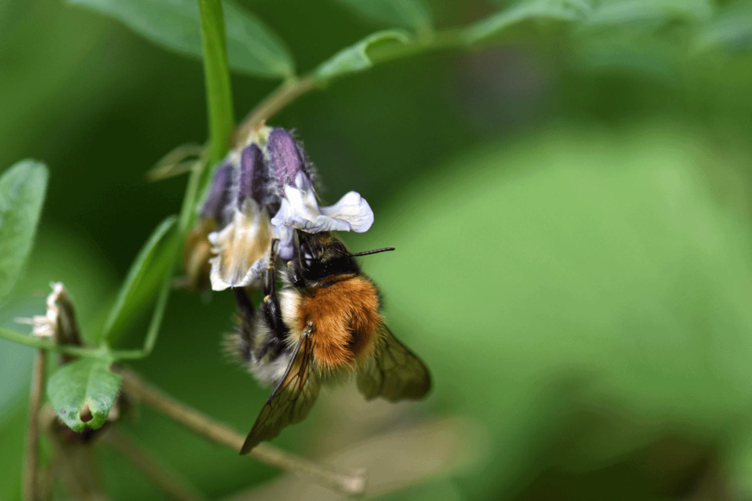 How to save bees