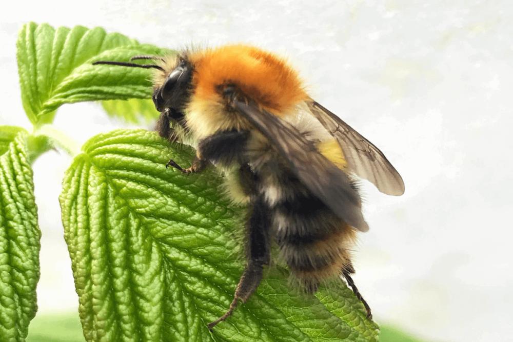 Common Carder Bumblebee Queen