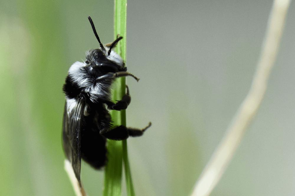 Ashy Mining Bee - Solitary Bee