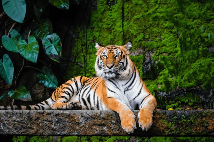 Image for What went right this week: a tiger revival, closing the pay gap, plus more