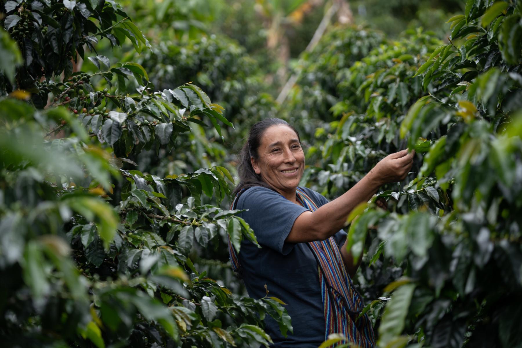 How a group of Peruvian coffee farmers are thriving despite the odds