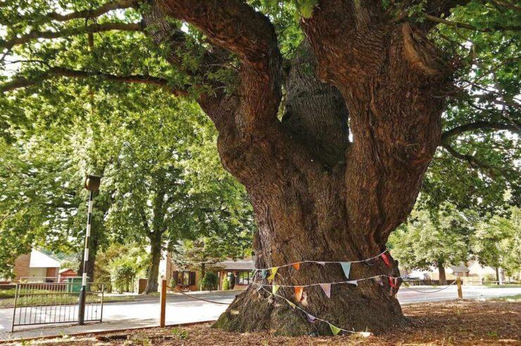 Image for The trees competing to be UK Tree of the Year