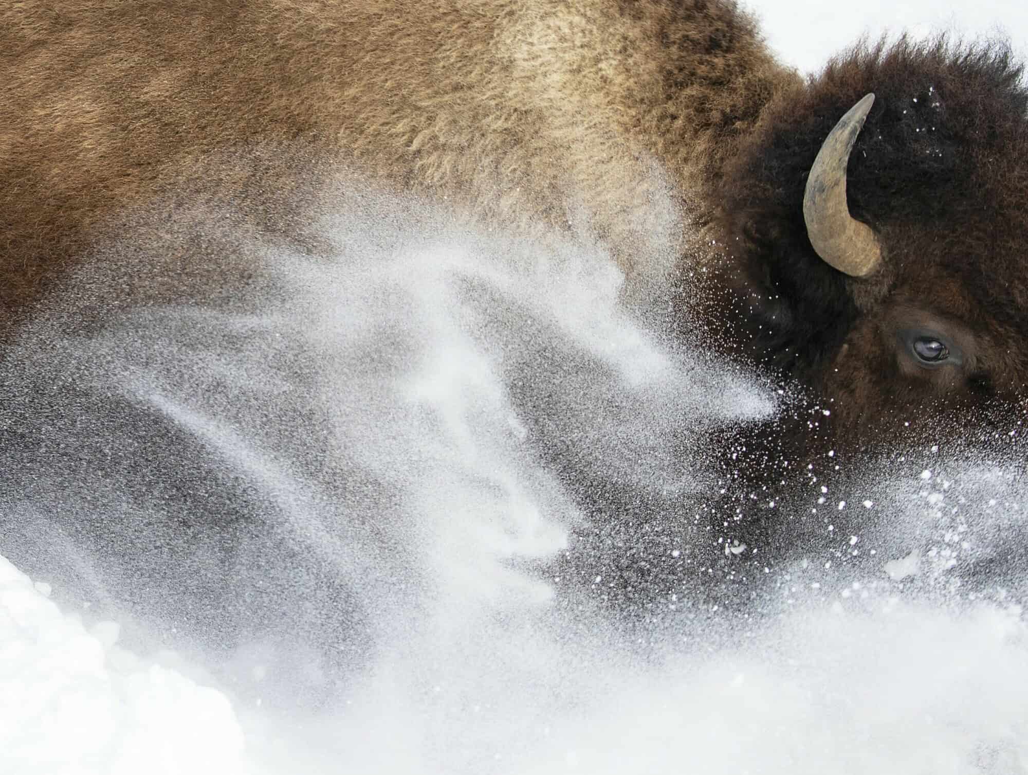 Positive Hunting: The Key To Wildlife Conservation'S Future? - mtk7i18