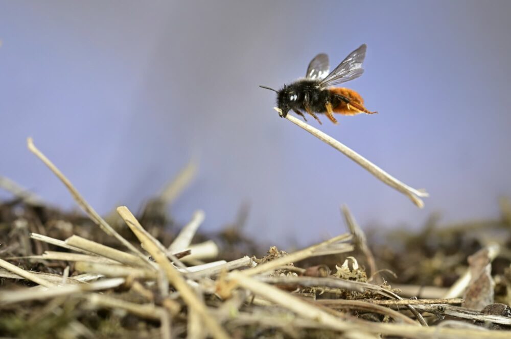 ‘Mason bee at work’ by Solvin Zankl, Germany: Photographer Solvin Zankl unwittingly became part of the story as this mason bee built the roof of its nest. The bees memorise landmarks nearby to locate their nesting spots, and Zankl edged his equipment closer each time it left to avoid disturbing this specimen. After two hours of patient study, the bee was using his camera as a landmark. Image: Solvin Zankl/Wildlife Photographer of the Year