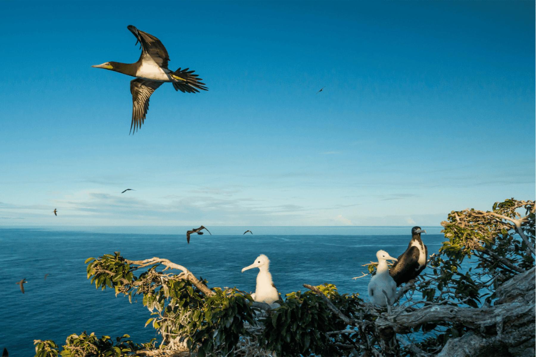 Image for The barren island that came back from the dead