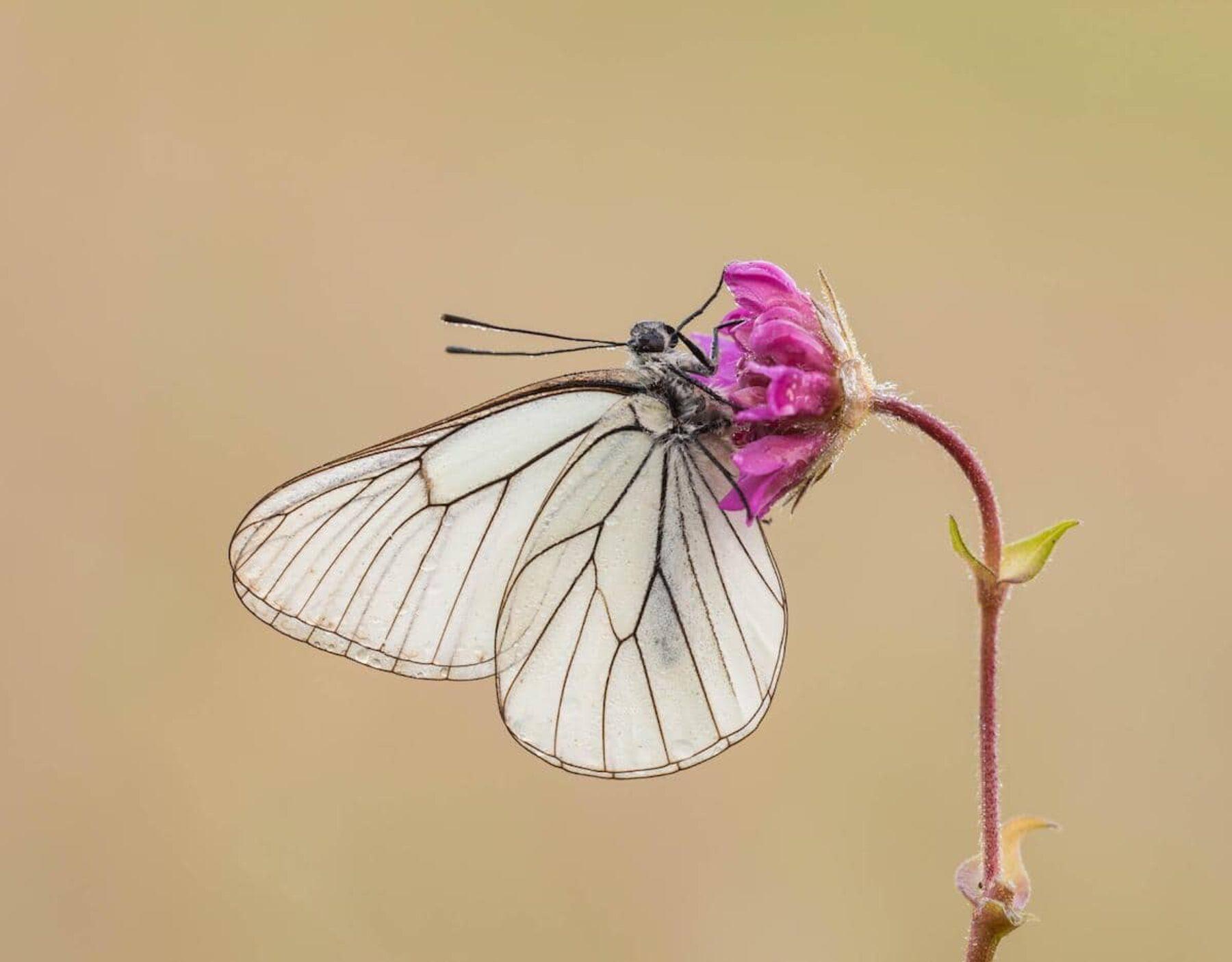 Image for Making a comeback: the ‘lost’ species returning to Britain