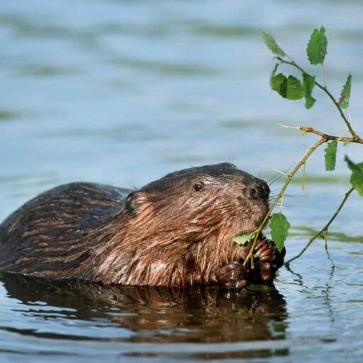 Beaver are among the species that came back to Britain