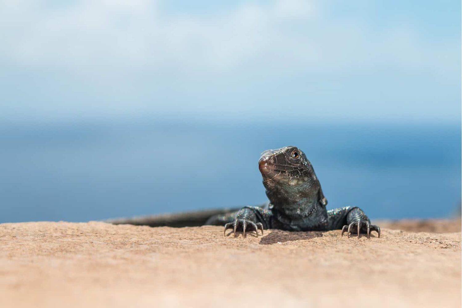 Rewilding Redonda Island