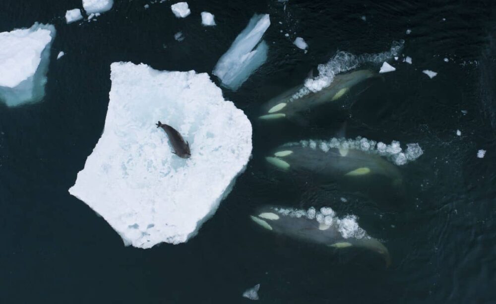 Winner: behaviour, animals. Bertie Gregory tracks a pod of orcas as they prepare to ‘wave wash’ a Weddell seal in Antarctica. These orcas belong to a group that specialises in hunting seals by charging towards the ice, creating a wave that washes the seal into the water. With rising temperatures melting ice floes, seals are spending more time on land, and the behaviour of ‘wave washing’ may disappear. Image: Hadrien Lalagüe/Wildlife Photographer of the Year