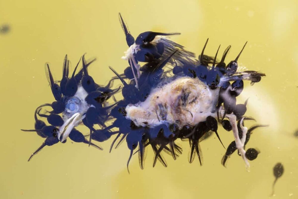 Winner: amphibians and reptiles. Juan Jesús Gonzalez Ahumada watches as toad tadpoles feast on a dead fledgling sparrow. The drama unfolded near Ahumada’s home in Málaga, Spain, where a newly fledged sparrow fell into a nearby pond. Common toad tadpoles have varied diets consisting of algae, vegetation, and tiny swimming invertebrates. As they grow larger, they become more carnivorous so when a banquet like this arrives, they take full advantage. Image: Juan Jesús Gonzalez Ahumada/Wildlife Photographer of the Year