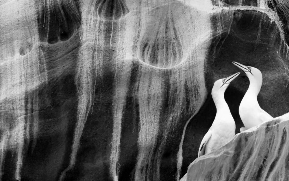 Winner: natural artistry. Rachel Bigsby frames a gannet pair against the guano-painted curves of sandstone cliffs on the Isle of Noss, Shetland, Scotland. Each summer the island hosts more than 22,000 northern gannets, which return to breed on the ledges carved by the elements. This species was hardest hit by the 2022 avian flu outbreak. Image: Rachel Bigsby/Wildlife Photographer of the Year