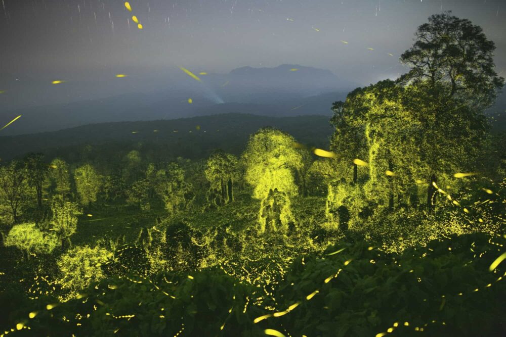 Winner: behaviour, invertebrates. Sriram Murali showcases a night sky and a forest illuminated with fireflies in Anamalai Tiger Reserve, India. Fireflies, which are in fact beetles, are famous for attracting mates using bioluminescence. Darkness is a necessary ingredient in the success of this process. Light pollution affects many nocturnal creatures, but fireflies are especially susceptible. Image: Sriram Murali/Wildlife Photographer of the Year