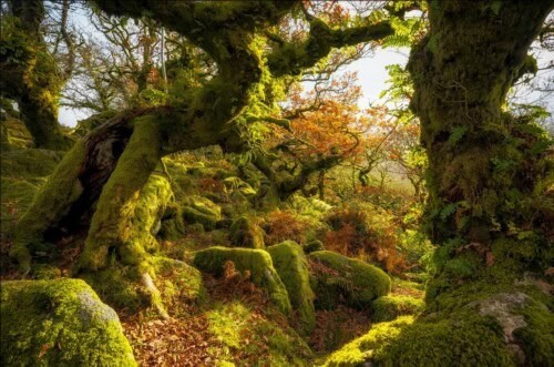 rainforests