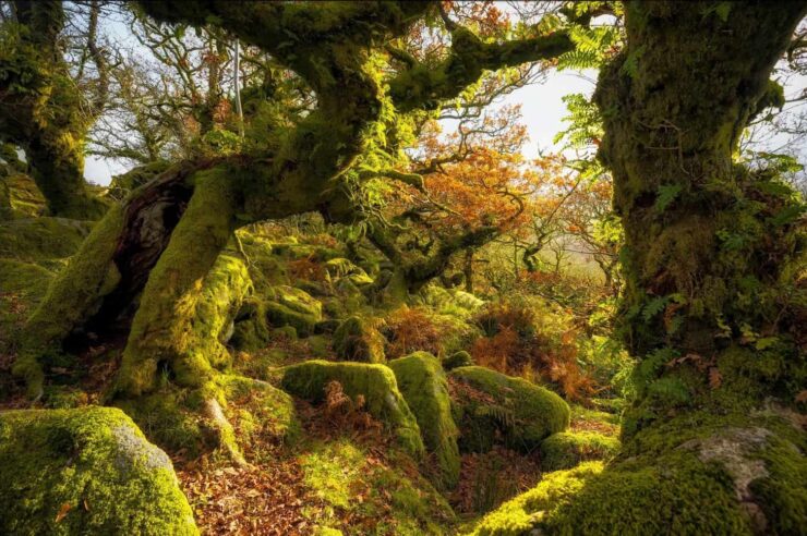 Image for What went right this week: England’s rainforests breathed easier, plus more