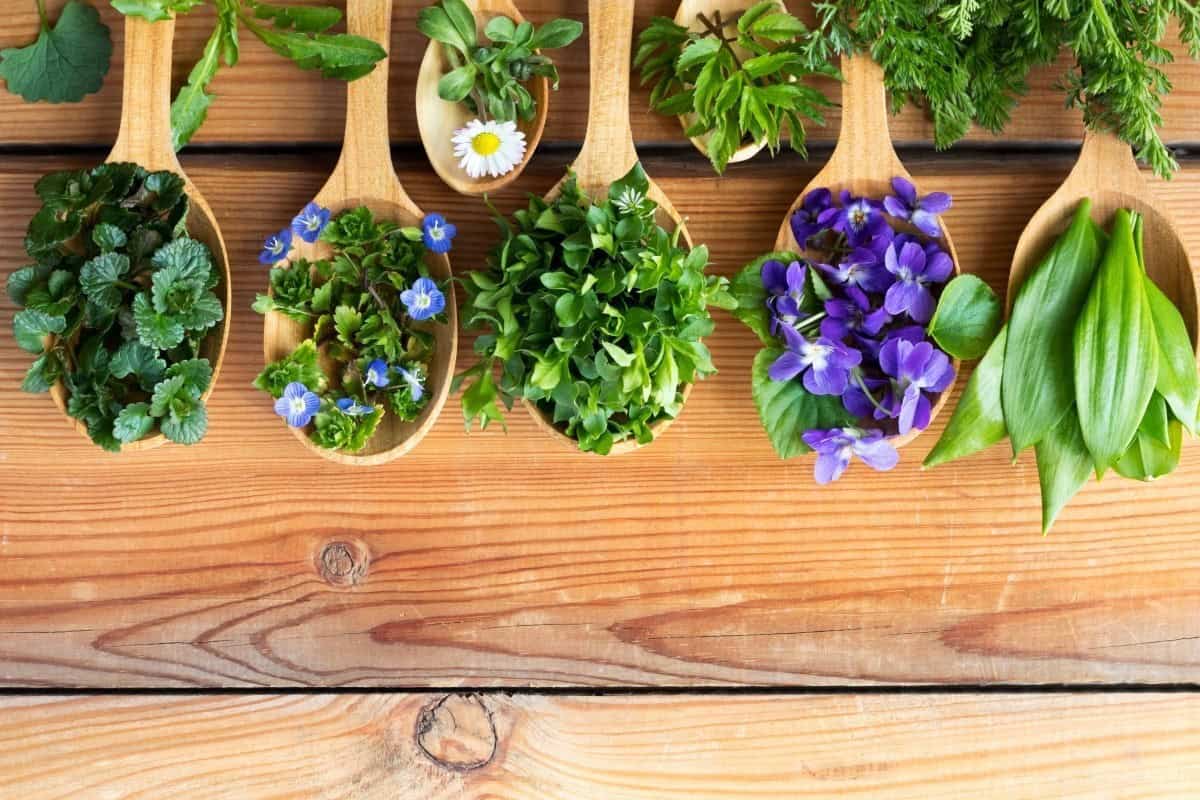 Wild Diets: A Natural Boost for Foragers’ Health – Positive News Discovery