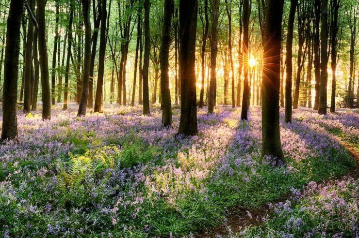 Image for We want to know: what do forests mean to you?