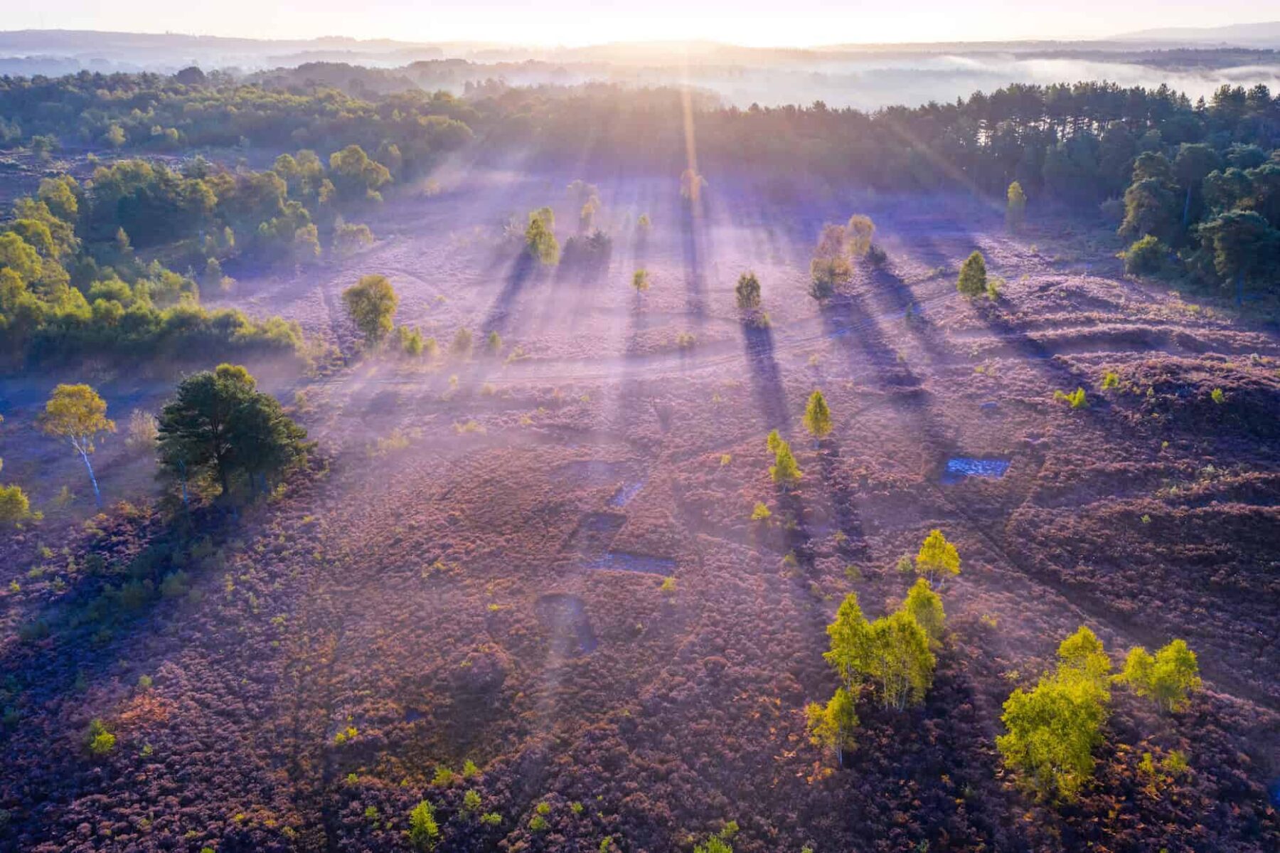 Image for Heavenly heathers: nightjar and other rare species ‘flourish’ in south England’s heathland
