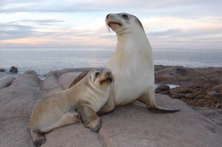 Image for Sea lion camera crews capture new footage of uncharted ocean floor