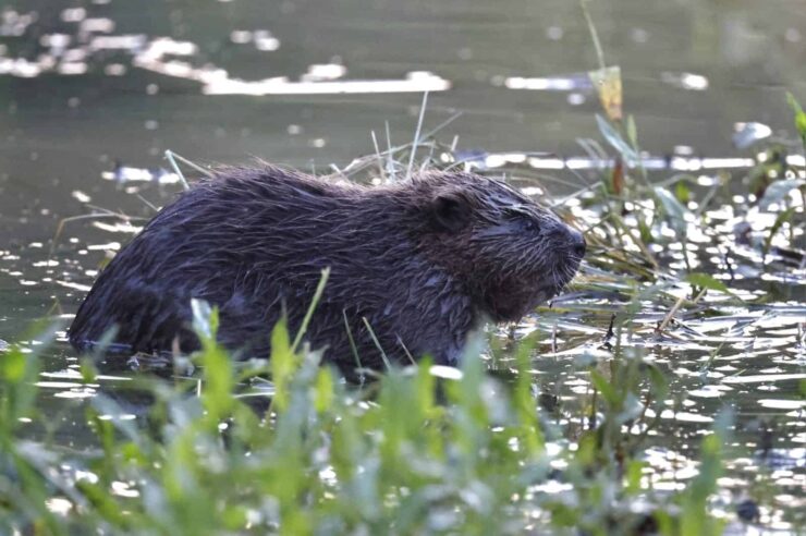 Image for Baby beavers born in urban London for the first time in over 400 years