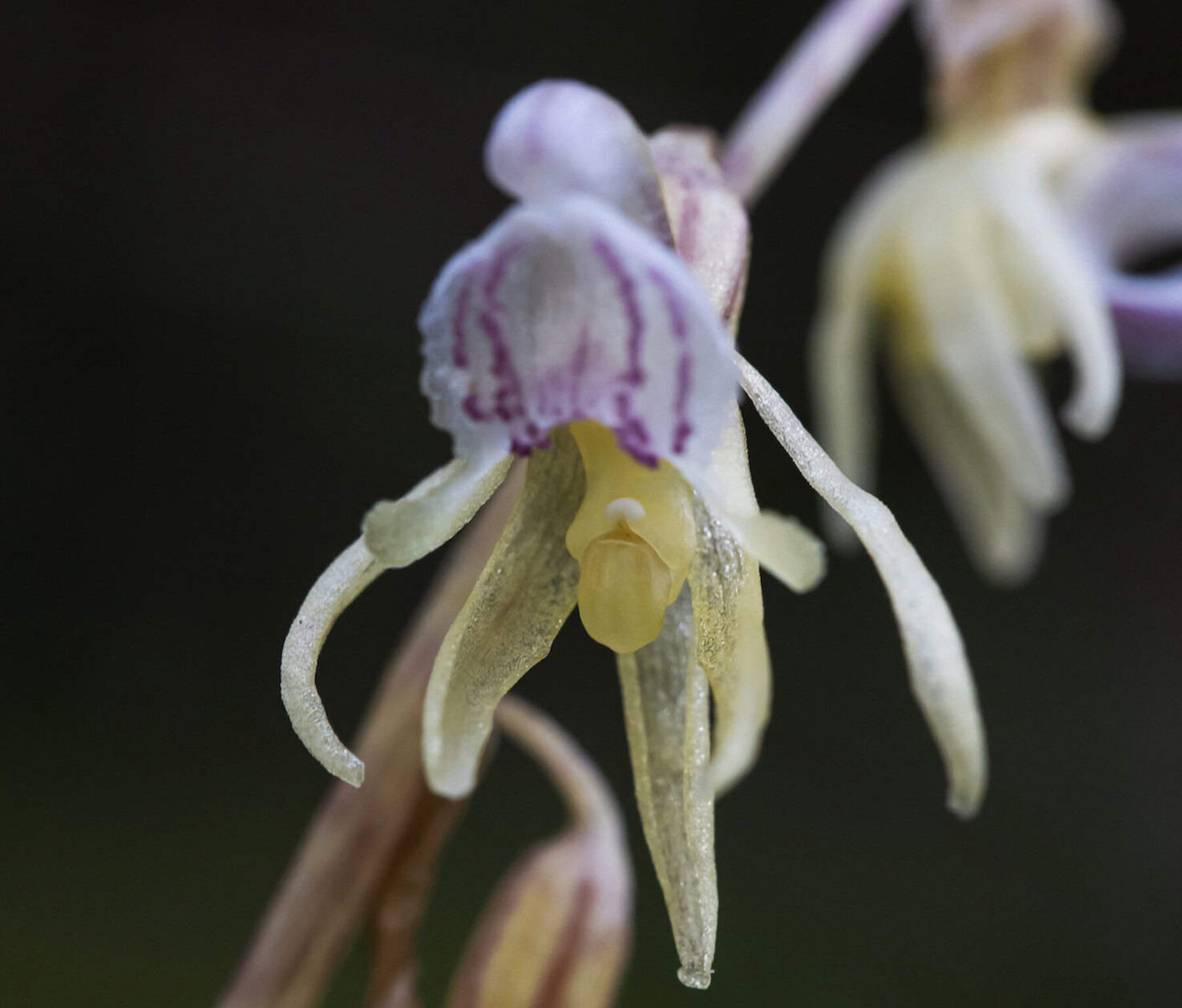 Image for Britain’s rarest wild orchid discovered again after one man’s 15-year ghost hunt