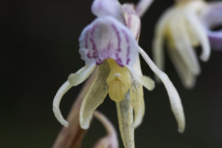 Image for Britain’s rarest wild orchid discovered again after one man’s 15-year ghost hunt
