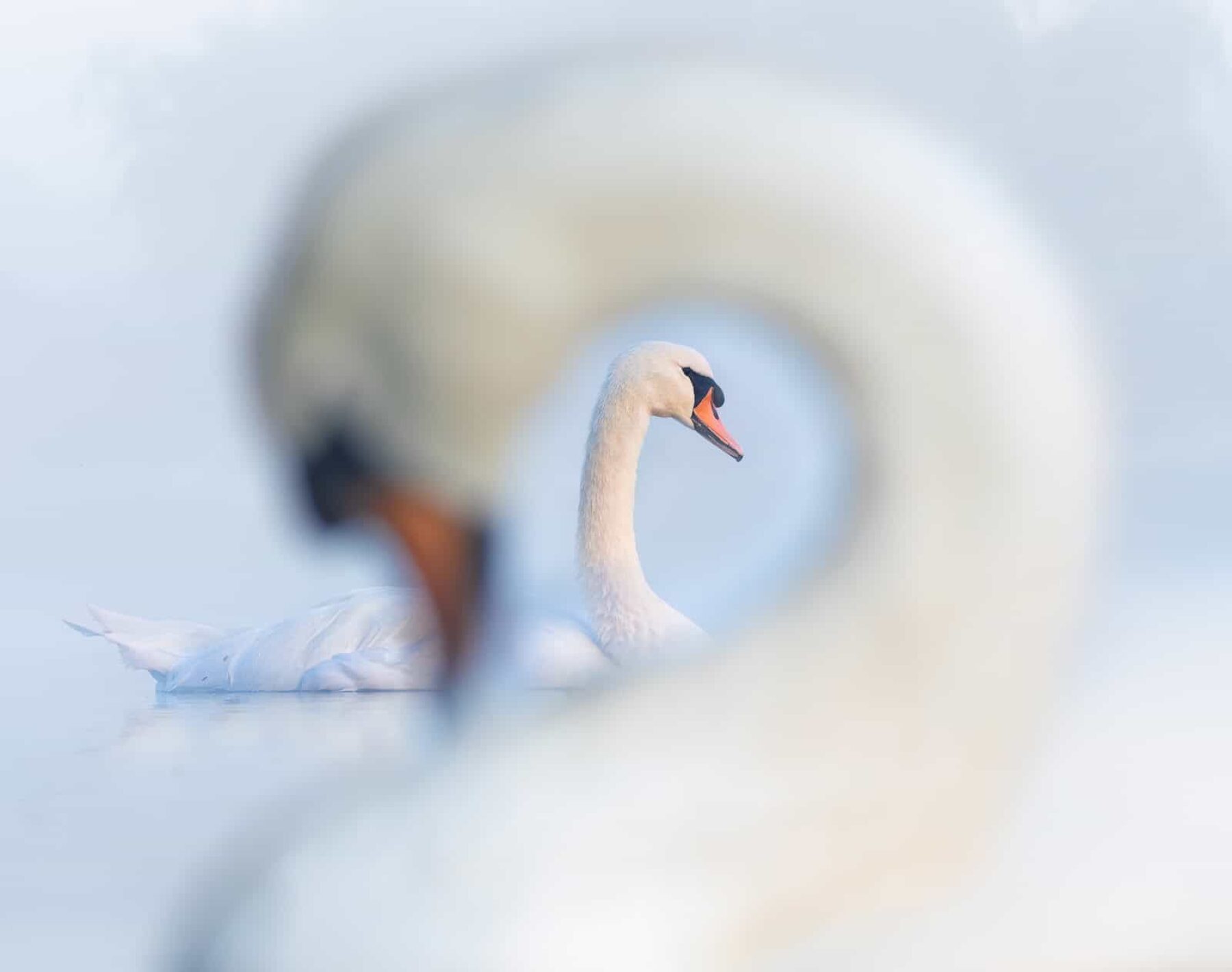 Image for Bird Photographer of the Year 2024 winners – in pictures