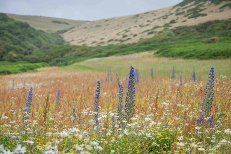 Image for Wildflower meadows’ first bloom wows in north Devon
