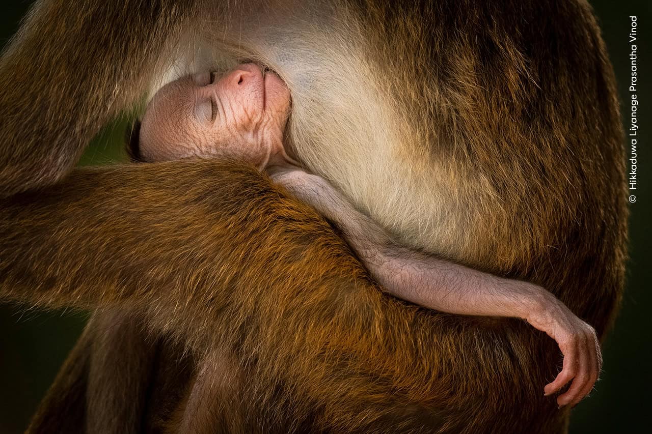 Wildlife Photographer of the Year 2024: the winning images - Positive News