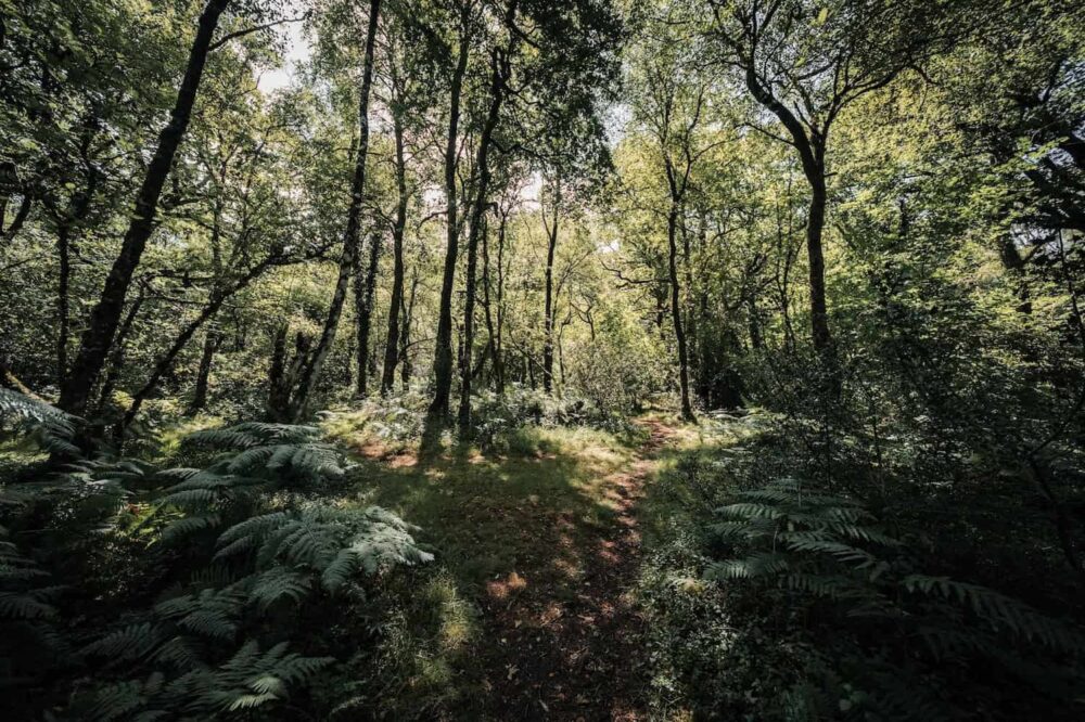 nature restoration