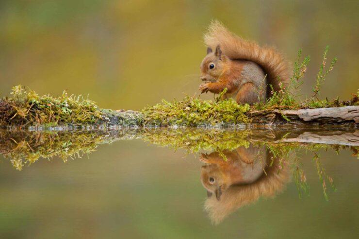 Image for What went right this week: wins for nature-lovers, plus more