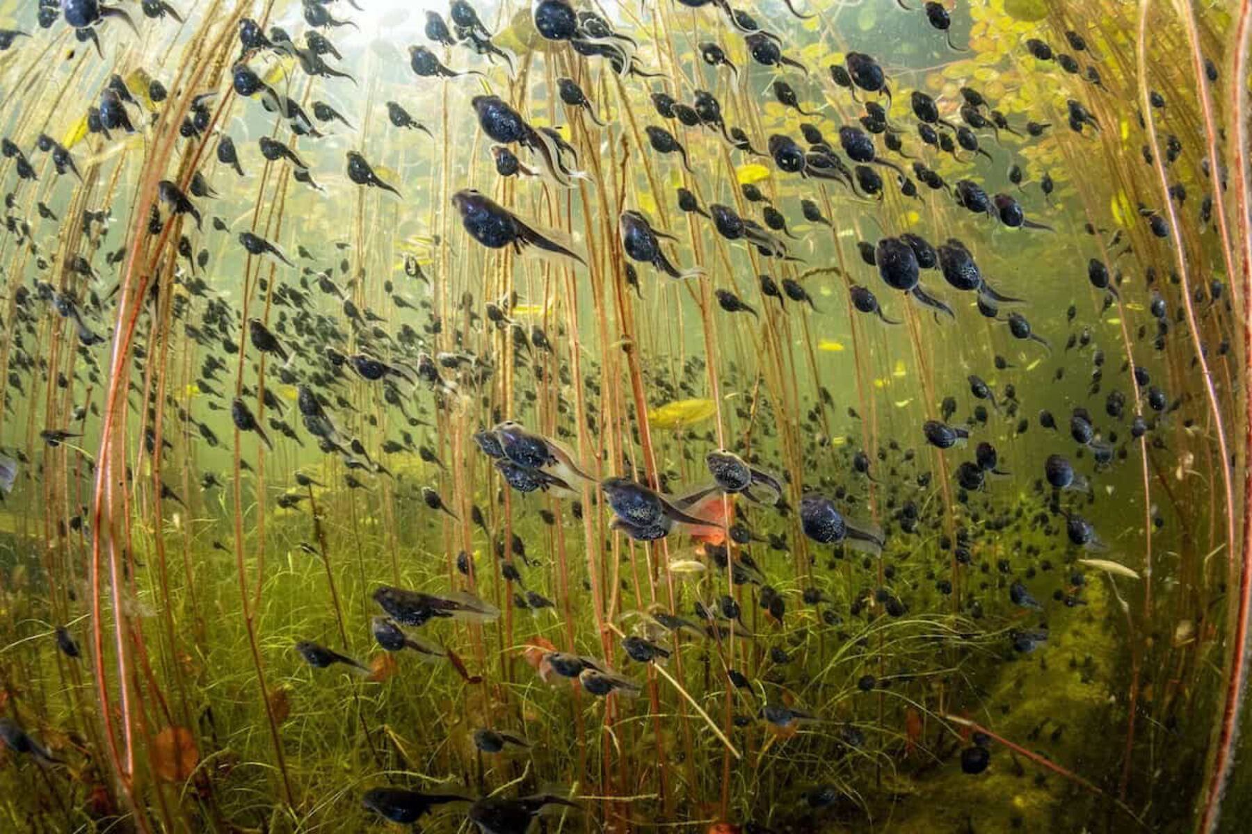 Image for Wildlife Photographer of the Year 2024: the winning images