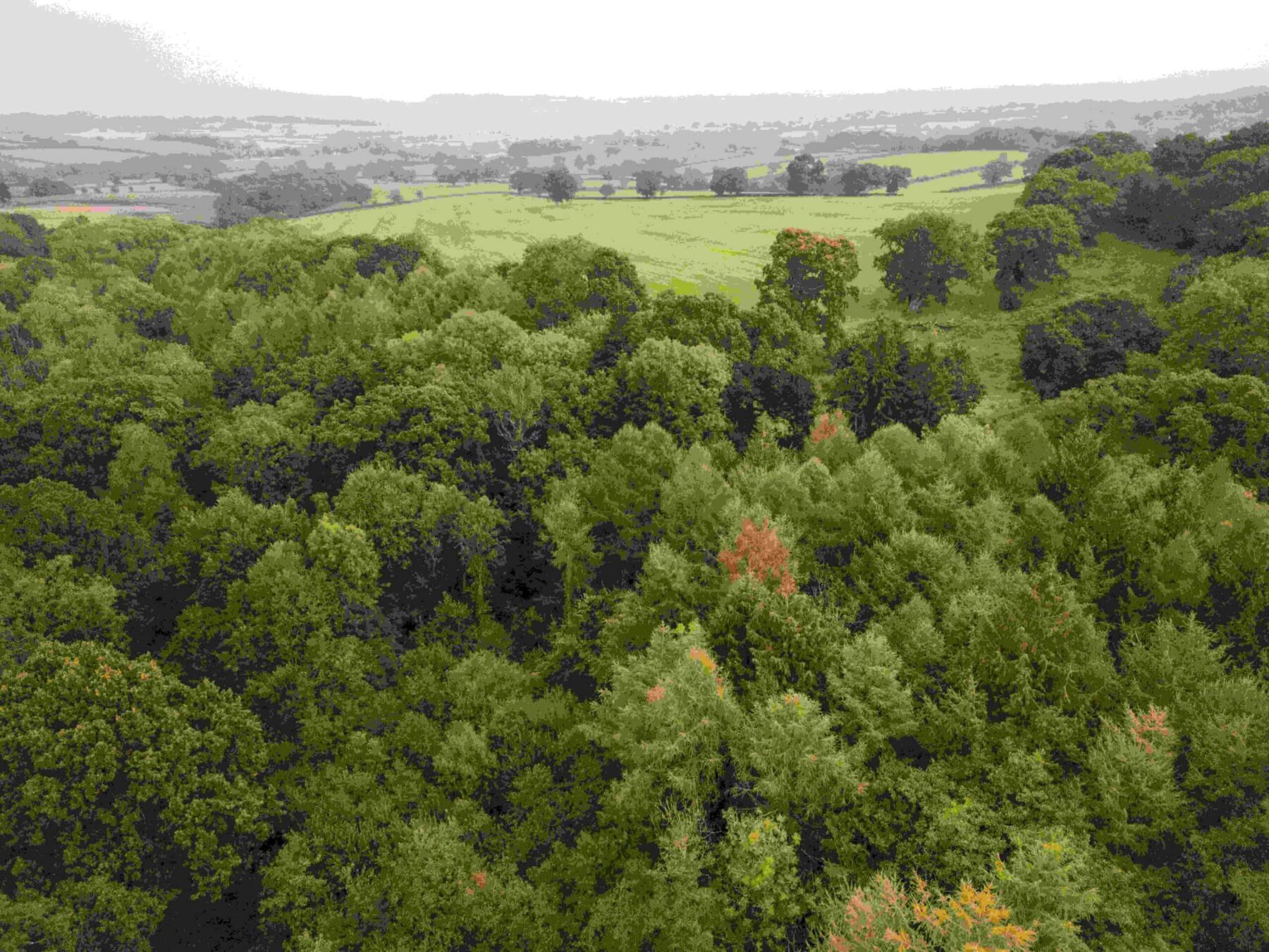 Image for Cutting-edge tech is guiding nature restoration in the UK’s forests