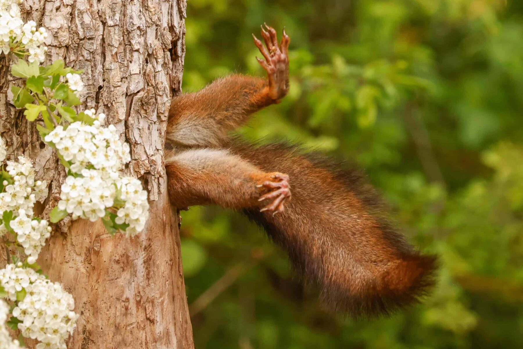 Image for Seeing the funny side: 10 striking portraits of nature’s comedians