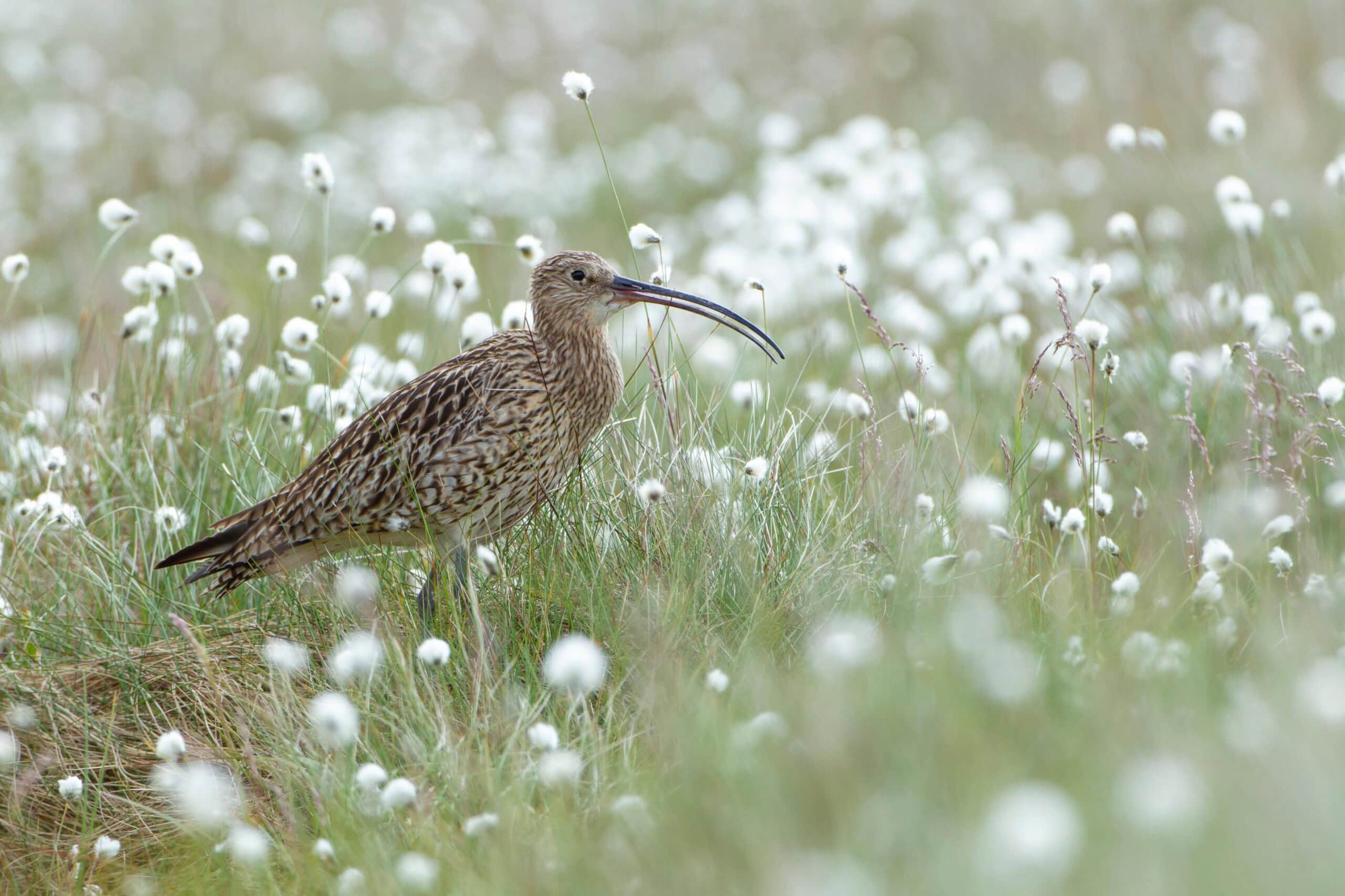 What went right this week: a big, bold bird plan, plus more - Positive News