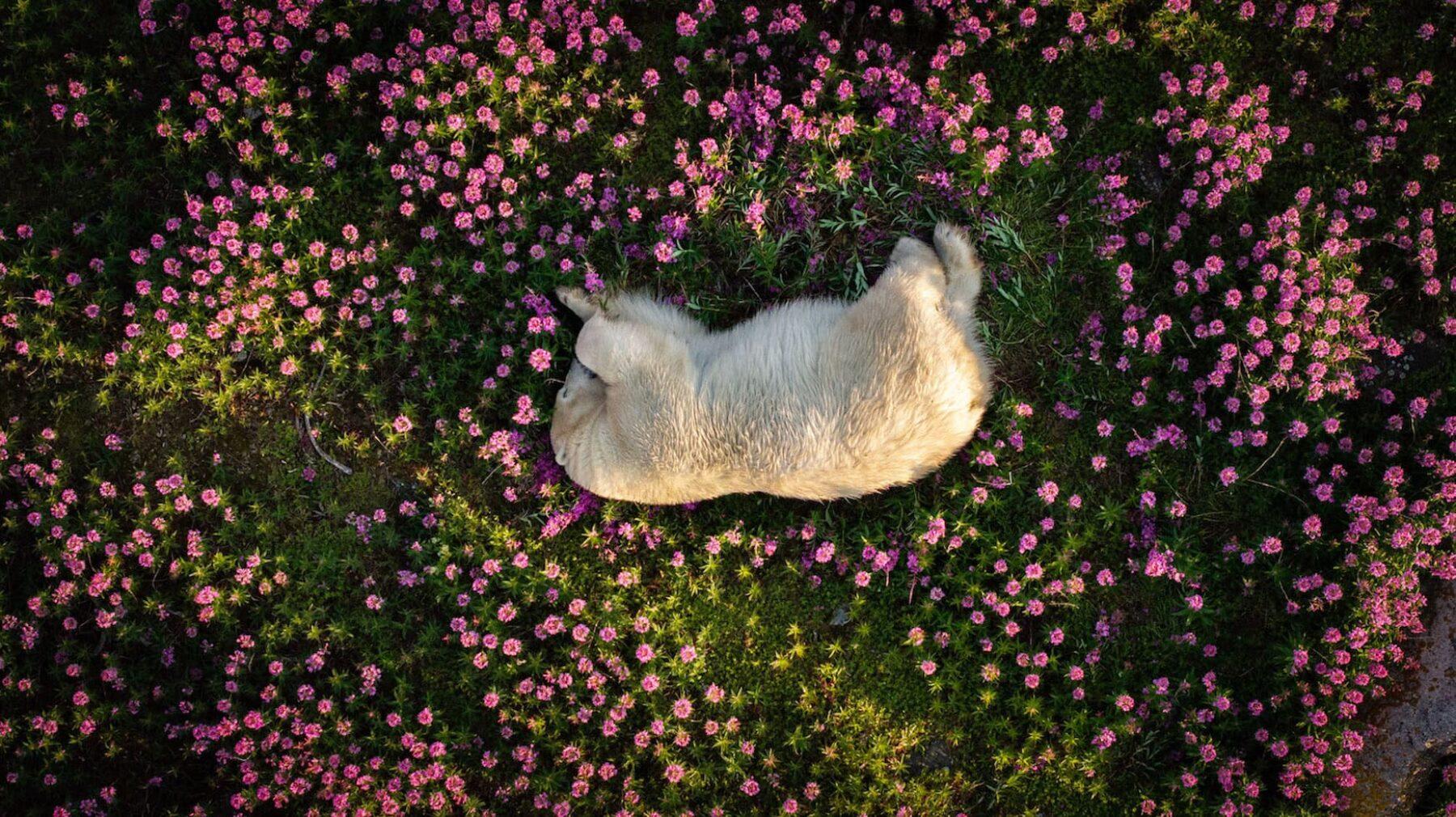 Image for Bearing nature’s beauty and fragility – snoozing king of the Arctic wins photo contest