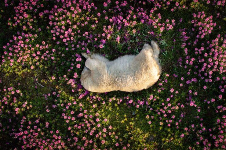 Image for Bearing nature’s beauty and fragility – snoozing king of the Arctic wins photo contest