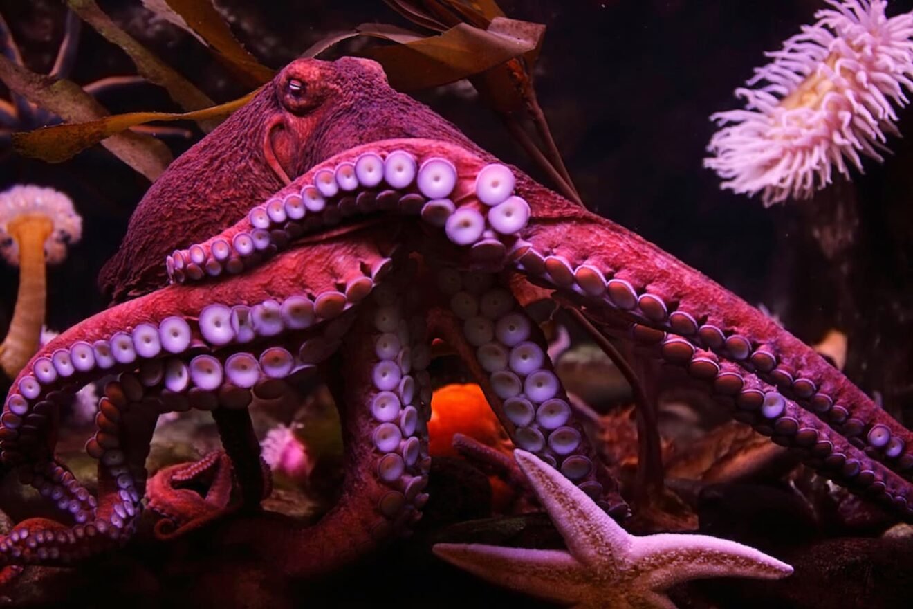 Image for ‘We want to change the way humans relate to the rest of the natural world’