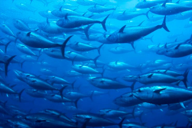 Image for Resurgent tuna and rebounding elephants: the dogged conservation efforts bearing fruit