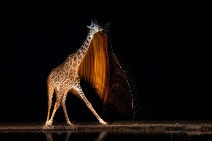 Image for Brushstrokes of gold: giraffe portrait shines in global wildlife fundraiser