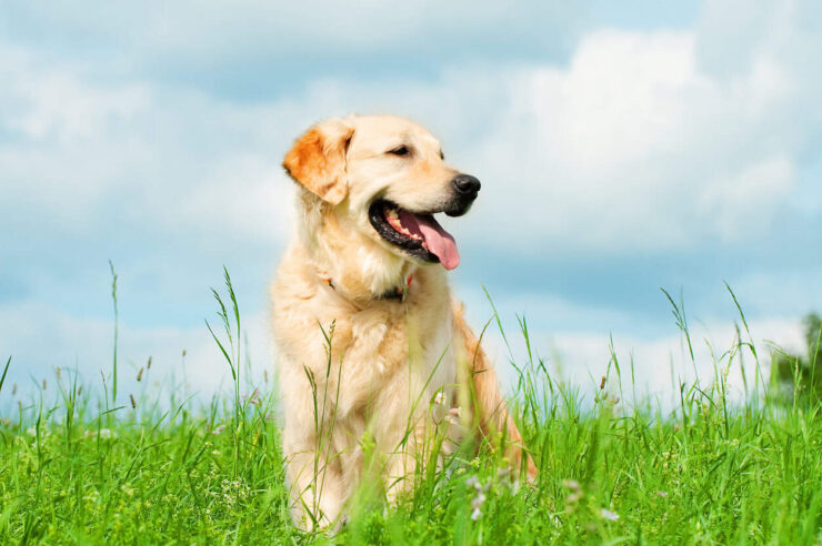 Image for From ‘sniff-aris’ to puzzle feeders: 10 tips to keep your dog thriving