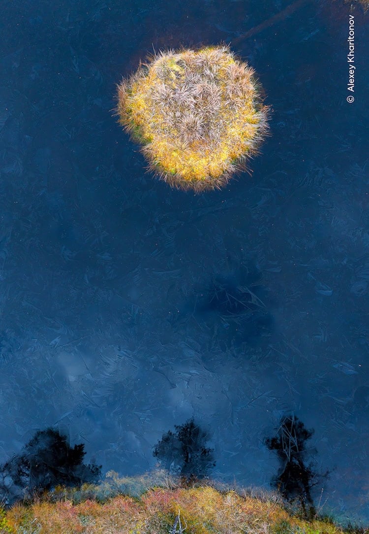 Wildlife Photographer of the Year 2025, the winning images - Positive News