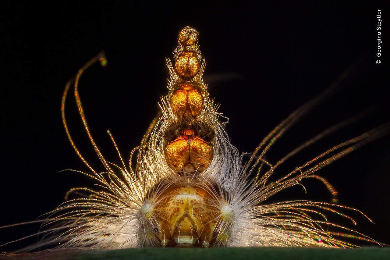Wildlife Photographer of the Year 2025, the winning images - Positive News