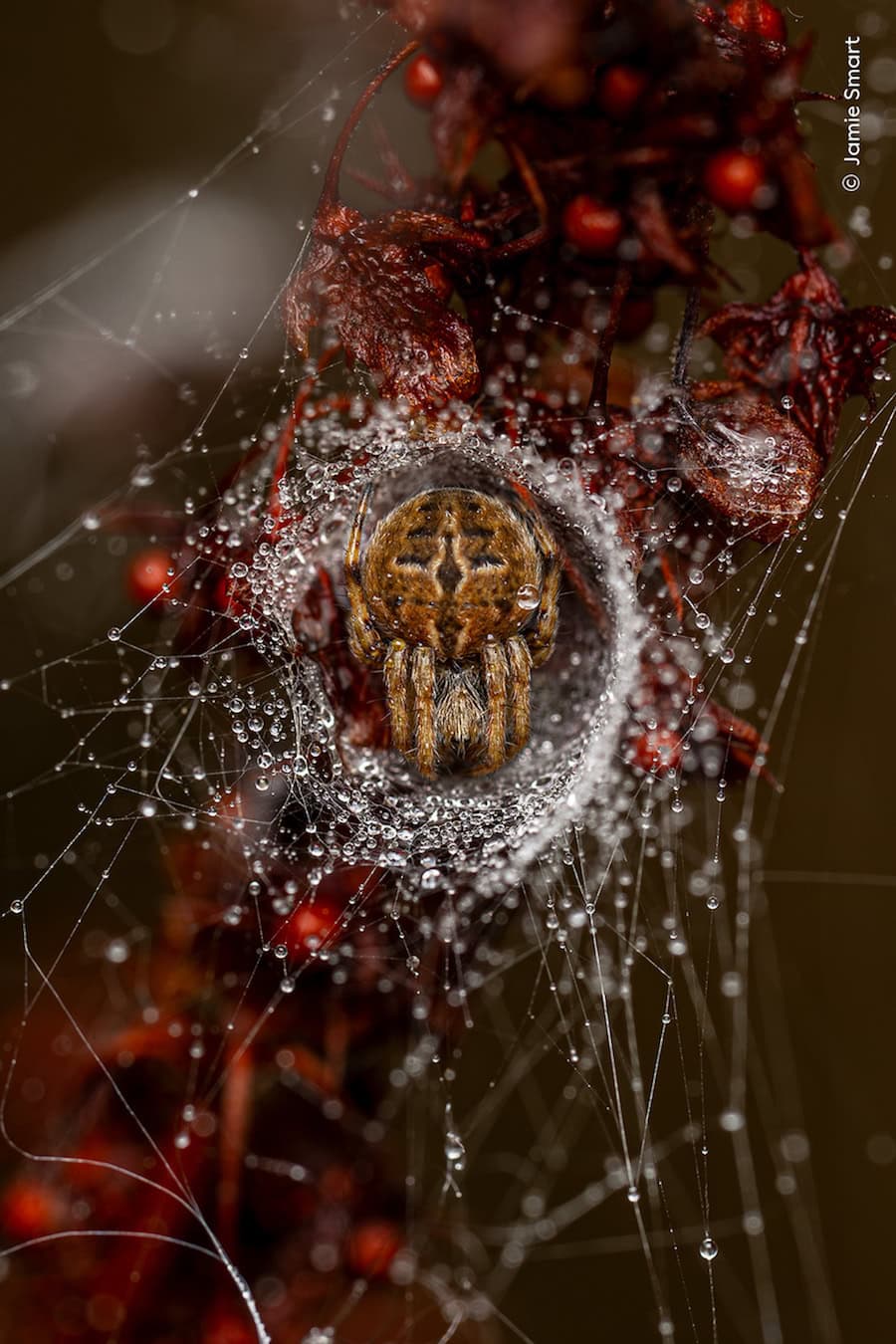 Wildlife Photographer of the Year 2025, the winning images - Positive News
