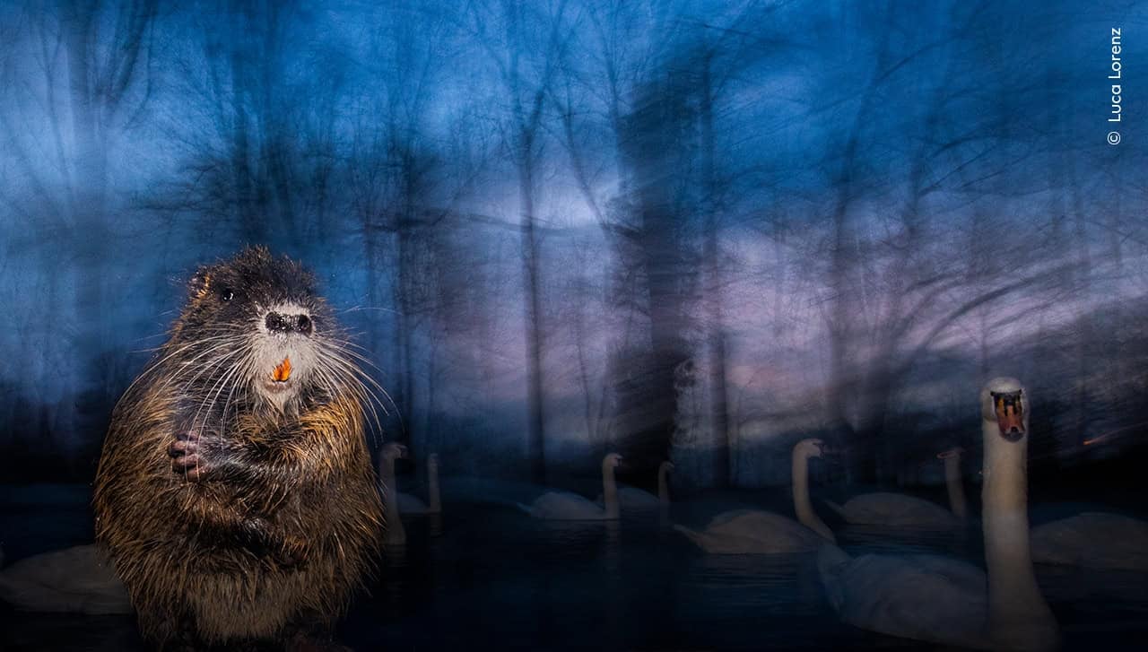 Wildlife Photographer of the Year 2025, the winning images - Positive News