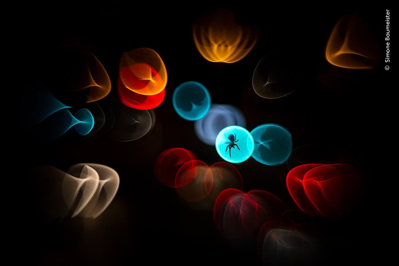 Wildlife Photographer of the Year 2025, the winning images - Positive News