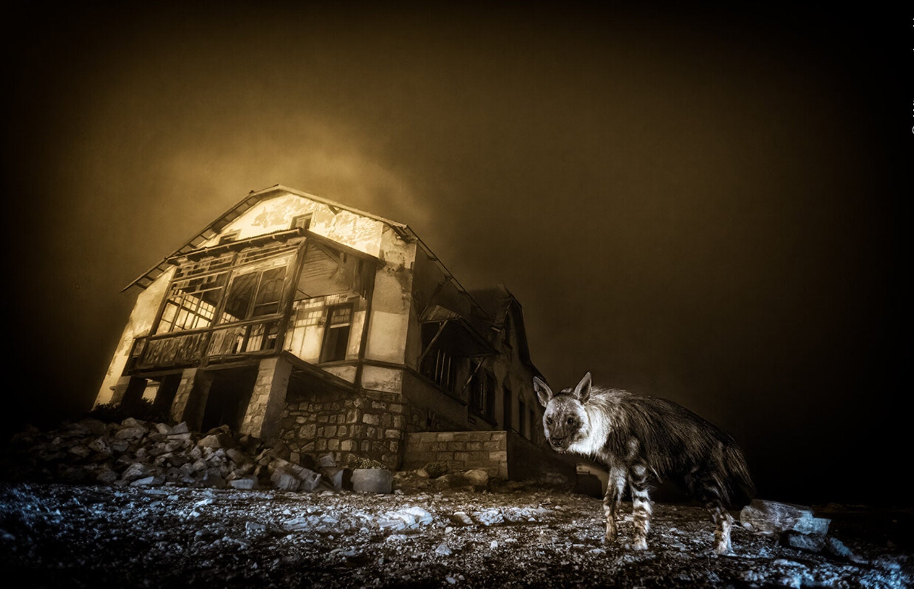 Wildlife Photographer of the Year 2025, the winning images - Positive News