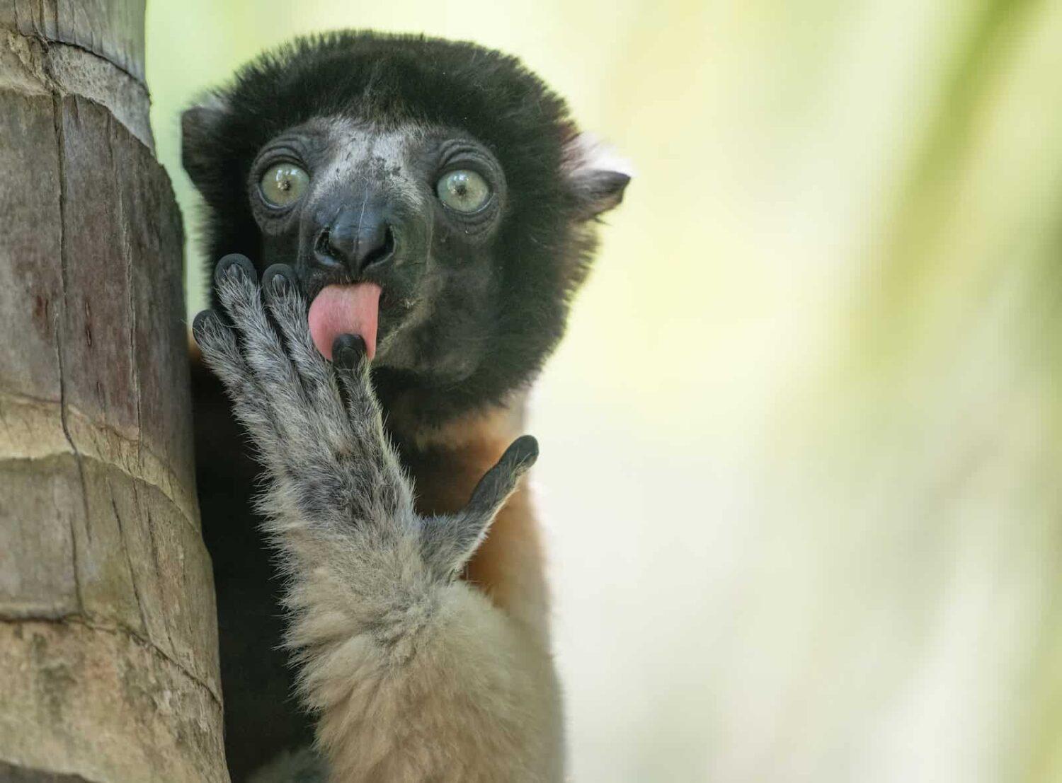 wildlife photography