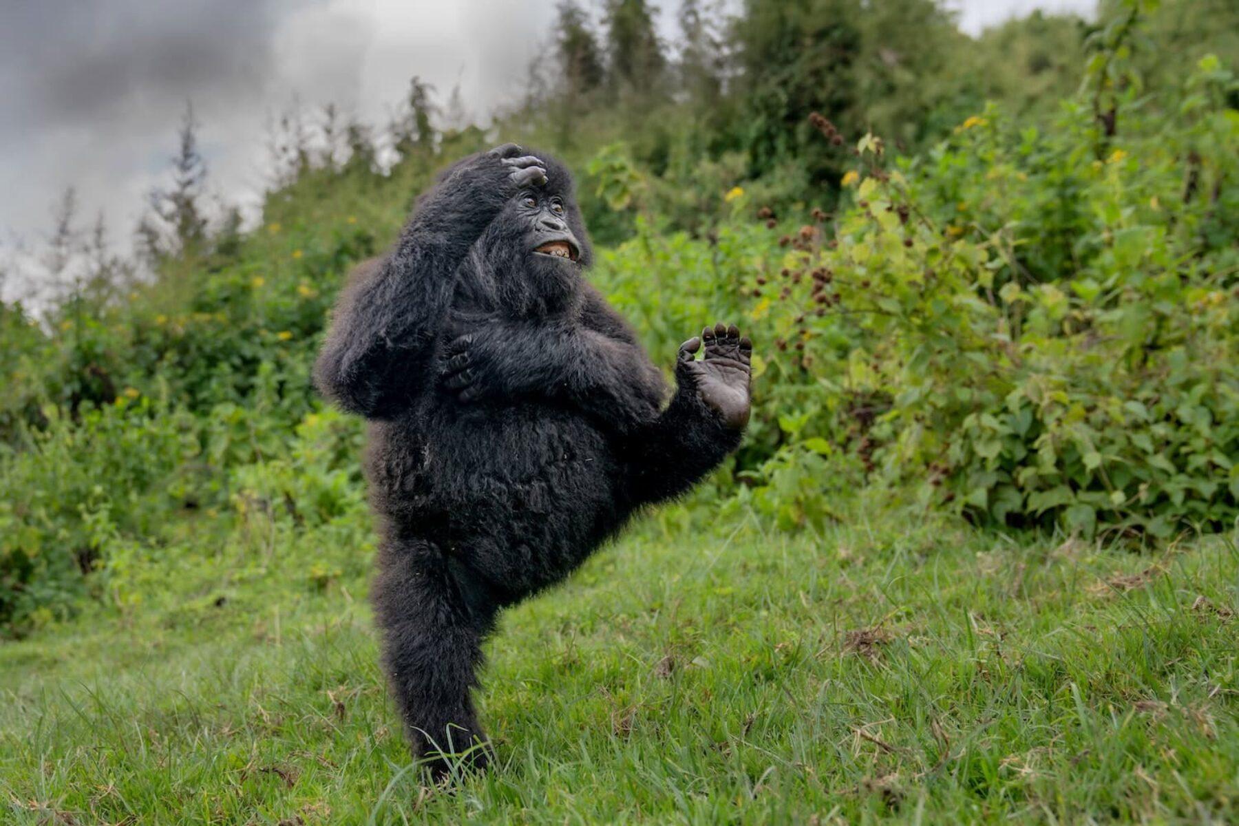 Image for The Comedy Wildlife Awards – a peek at some of the finalists