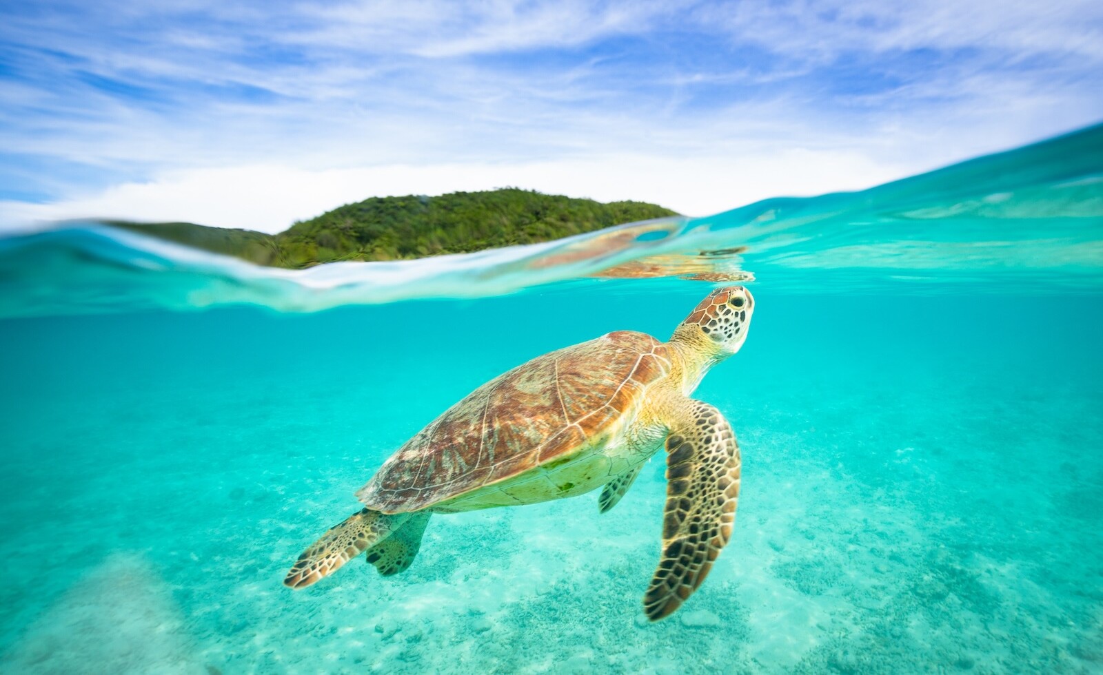 Incredible Wins: Green Turtles Thrive and Maldives Sets Health Milestone